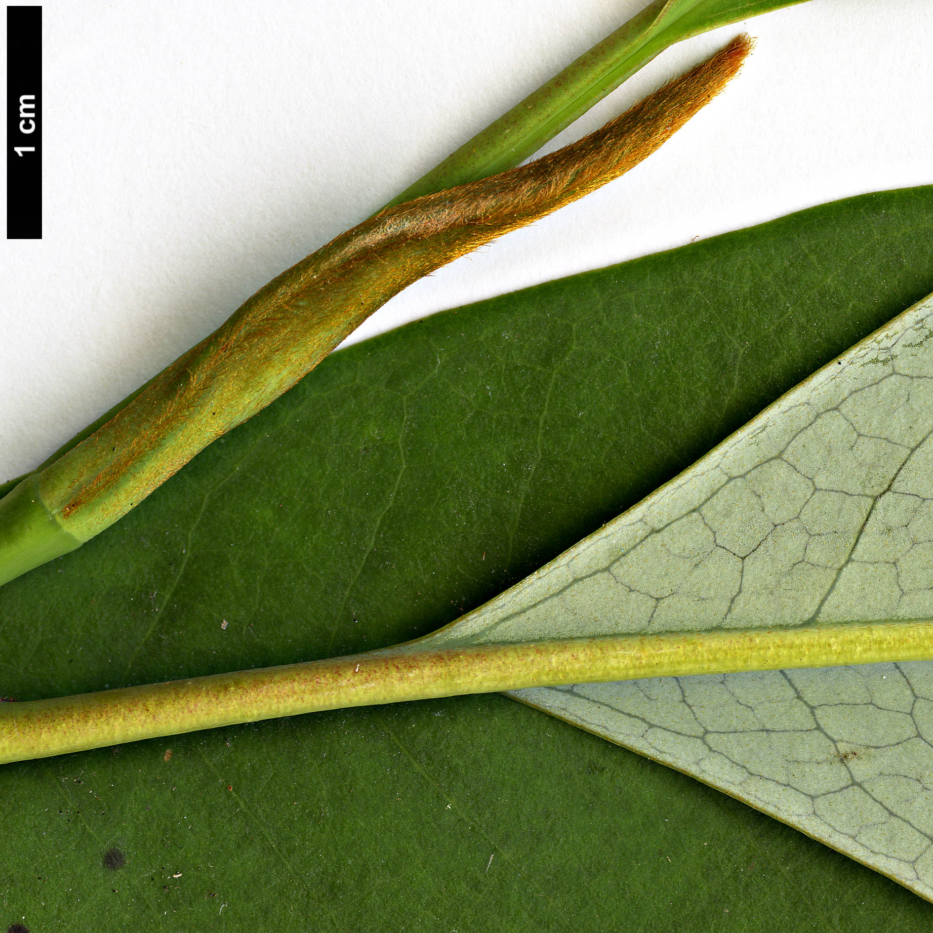 High resolution image: Family: Magnoliaceae - Genus: Magnolia - Taxon: sapaensis